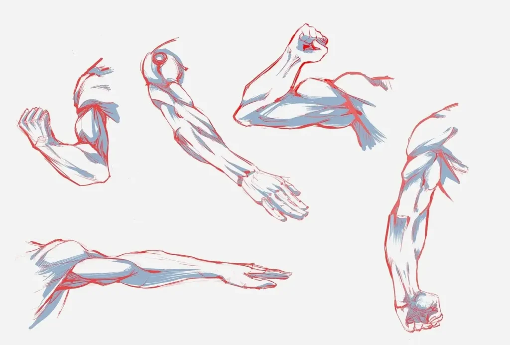 Muscle Drawing Reference