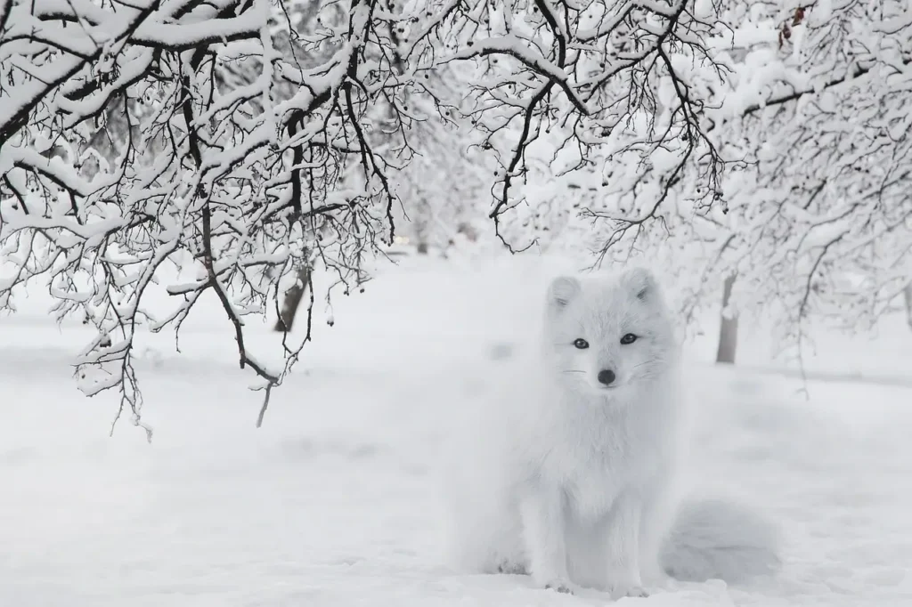 winter drawing ideas: snow fox