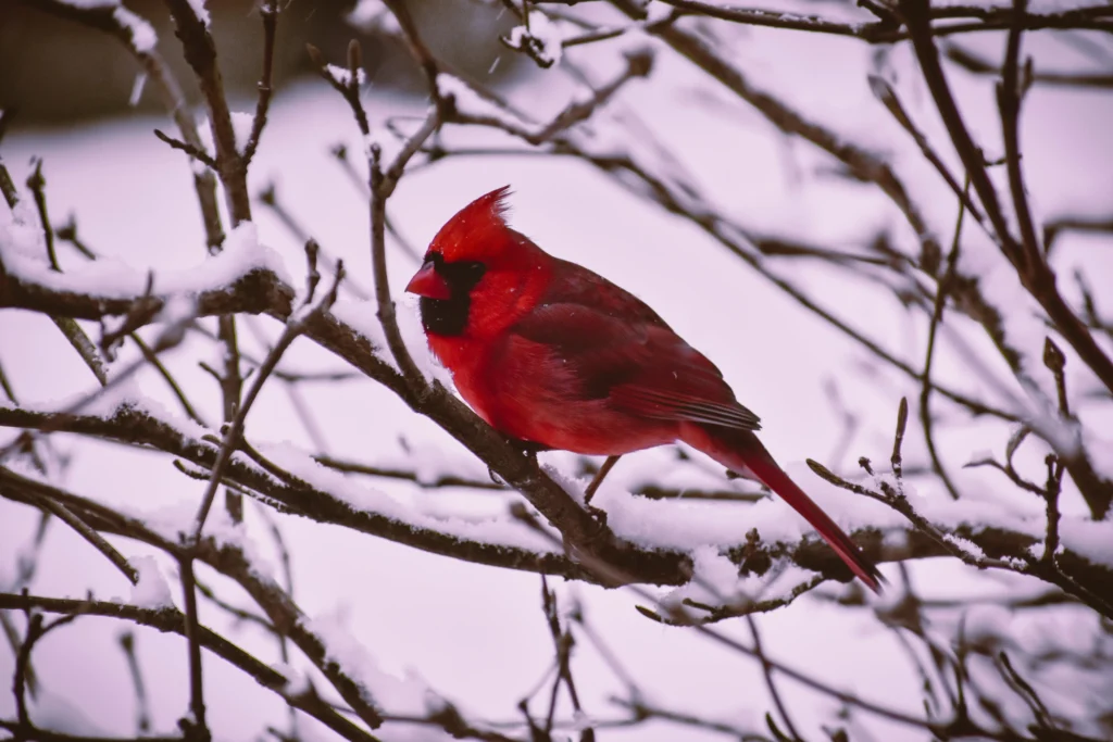 winter drawing ideas: red bird