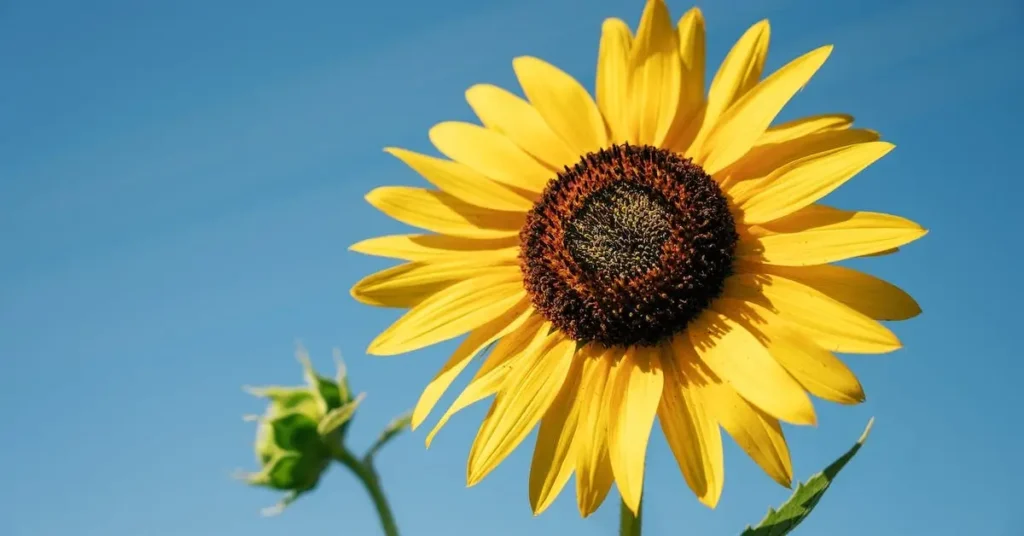 sunflowers as flower drawing ideas