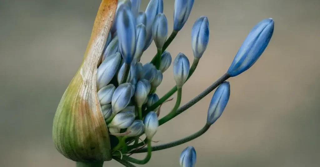 blue exotic flower as flower drawing ideas