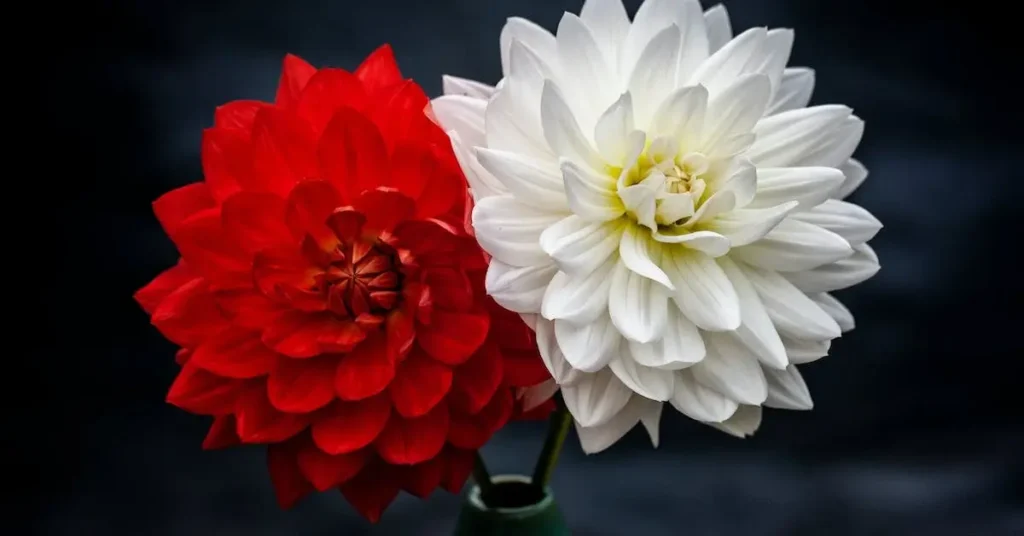 red and white flowers as flower drawing ideas