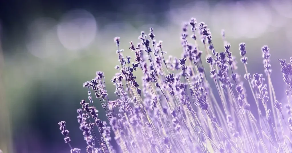 lavender as flower drawing ideas