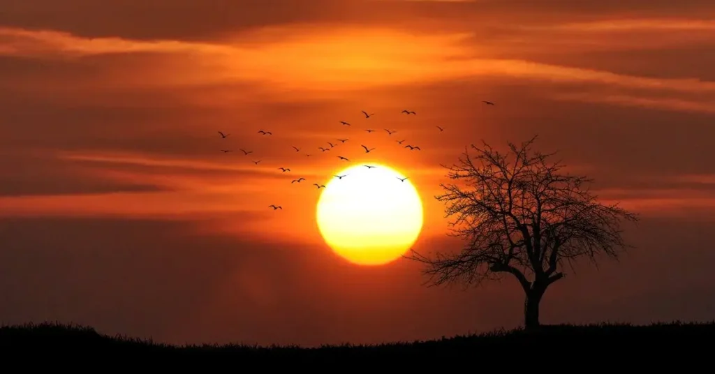 Sunset with birds and a tree as Landscape Drawing Ideas