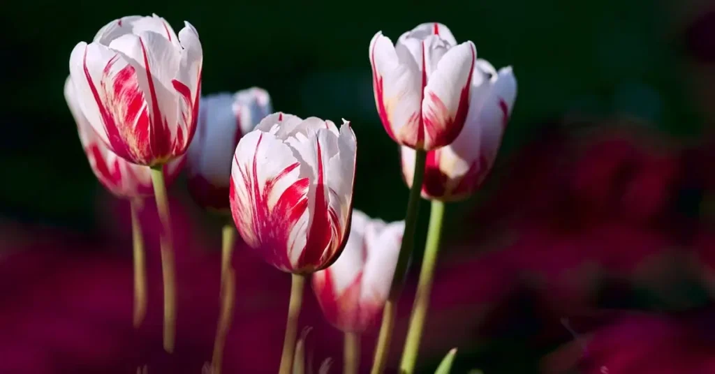 tulips as flower drawing ideas