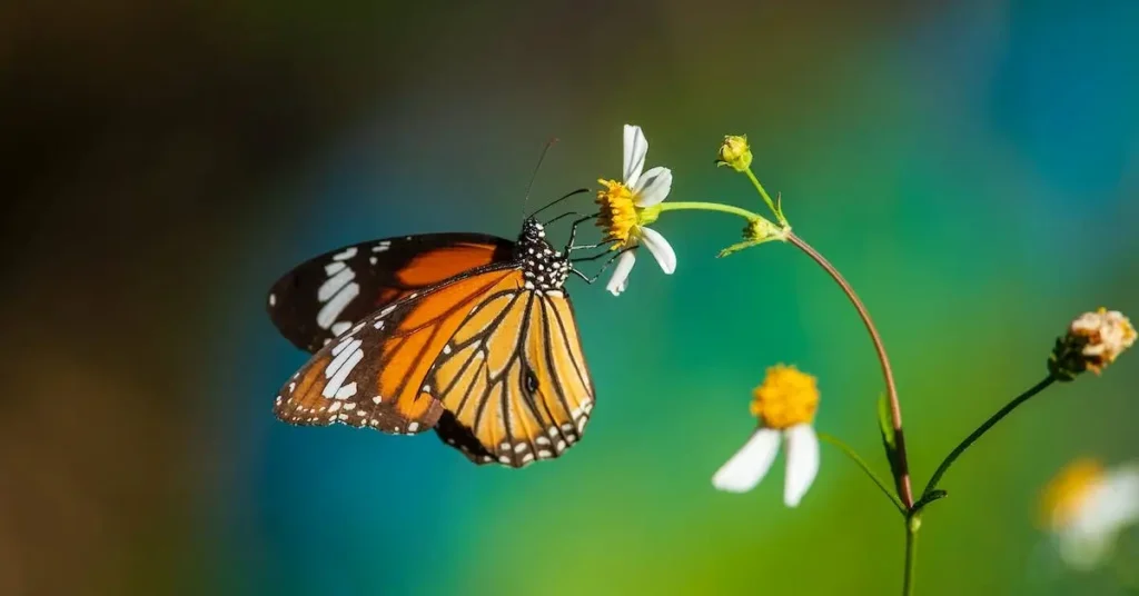 Monarch Butterfly as Spring Drawing Ideas