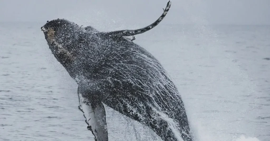 whale breaking the water surface as Drawing Inspo