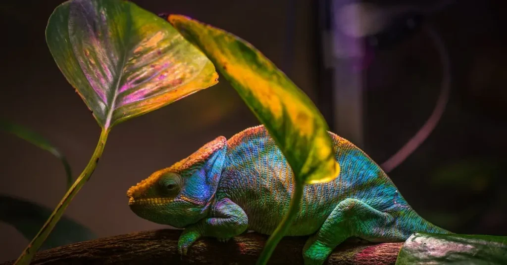 chameleon as Colored Pencil Drawing Ideas