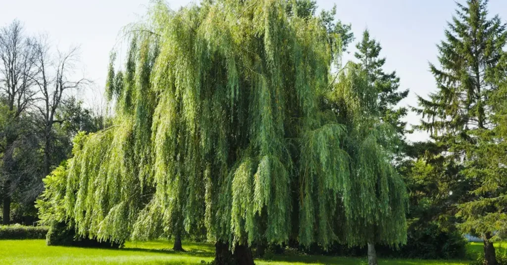 weeping willow tree as sad things to draw
