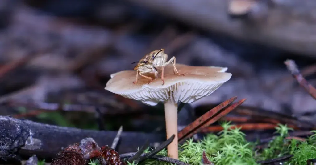 moth on a mushroom as mushroom drawing ideas