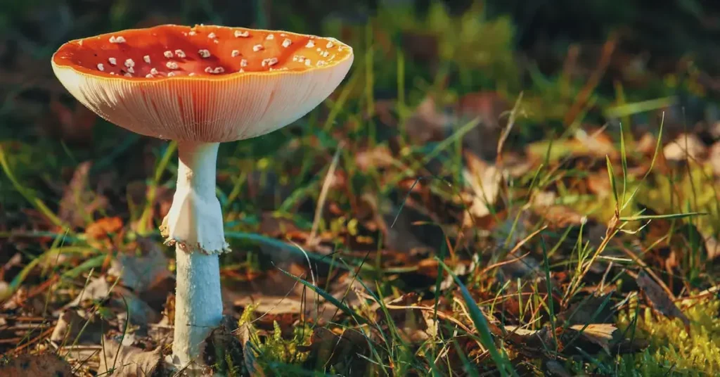 a mushroom as mushroom drawing ideas