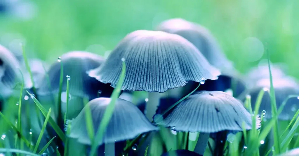blue mushrooms as mushroom drawing ideas
