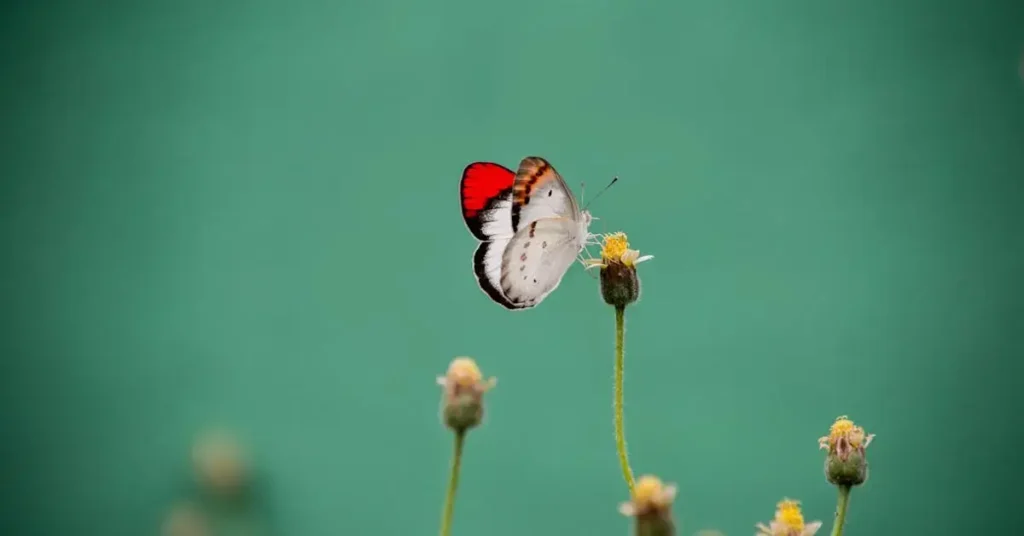 red things to draw  butterfly wings