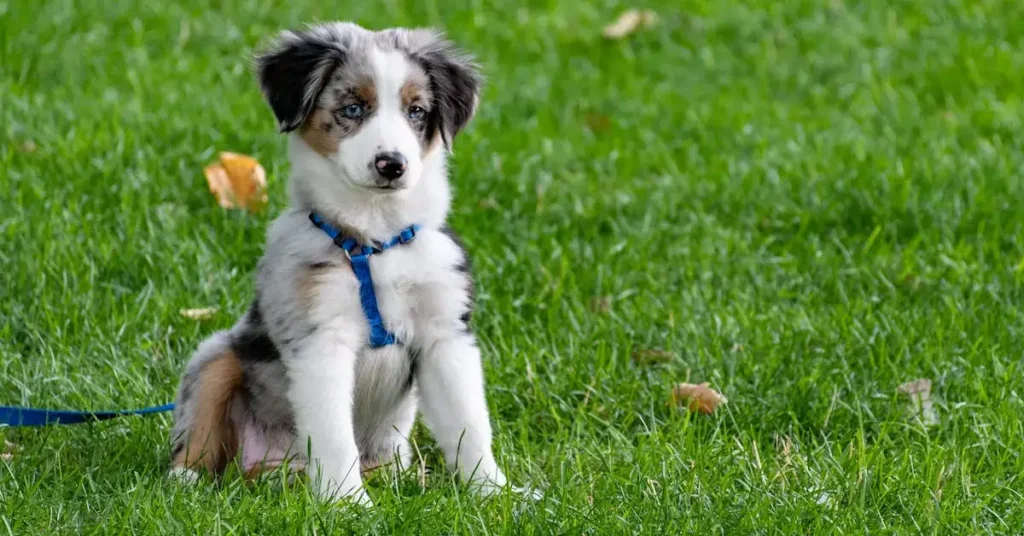 dog drawing ideas puppy on grass