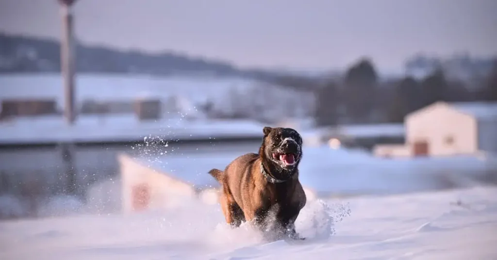 dog drawing ideas in the snow