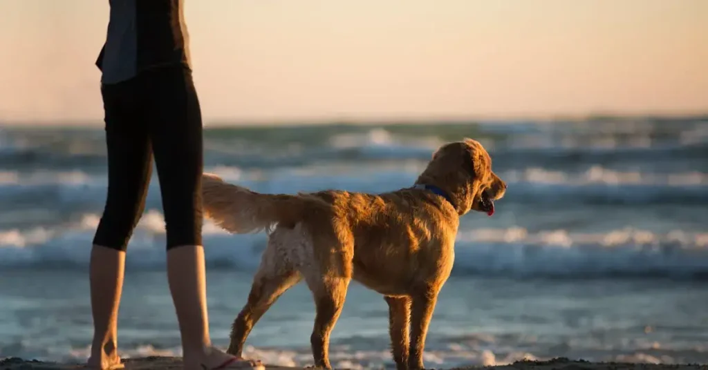 dog drawing ideas on the beach