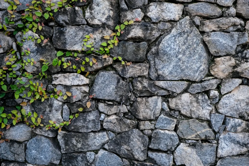 stone wall drawing references plant