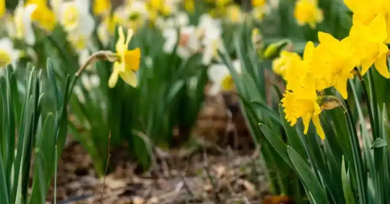 Feel the Bloom: 100 Must-Try Spring Flower Drawing Ideas for Creative Souls! 1 pexels hilaryh 1031433
