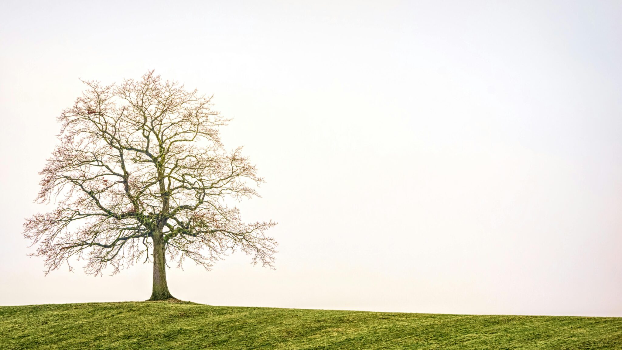 Simple Tree Landscape Reference 110+ Stunning Tree Drawing References to Improve Your Art Instantly ...