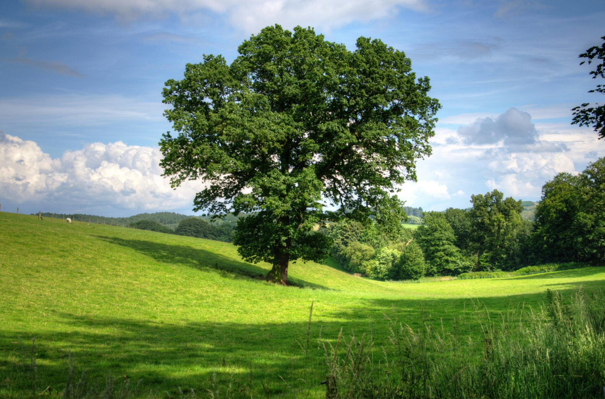 110+ Stunning Tree Drawing References to Improve Your Art Instantly ...