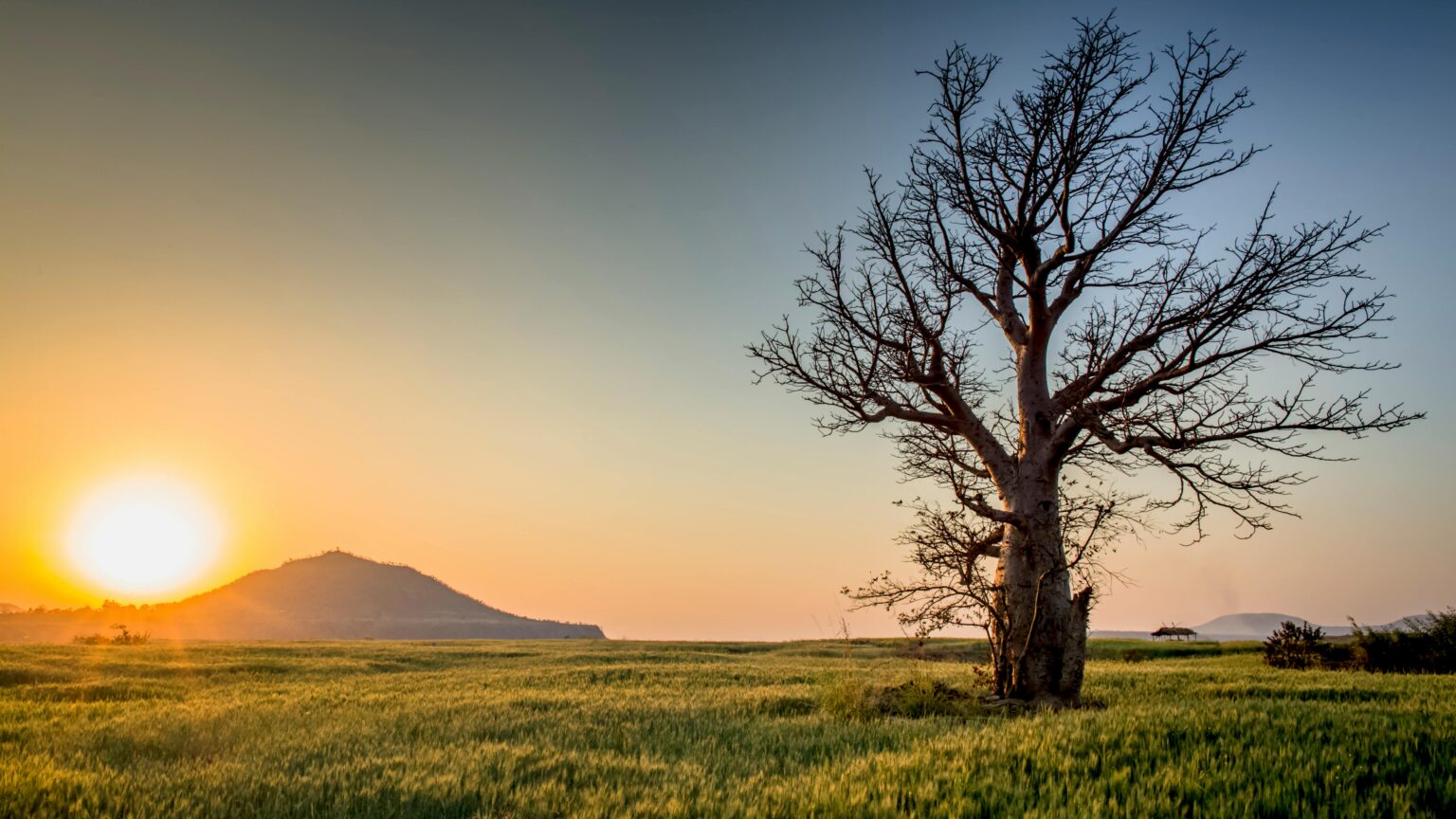 110+ Stunning Tree Drawing References to Improve Your Art Instantly ...