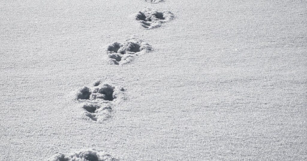 December Drawing Challenge Animal Footprints in the snow