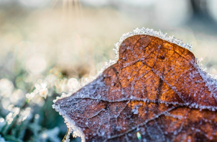 November Drawing Challenge – Calm Days and Quiet Focus