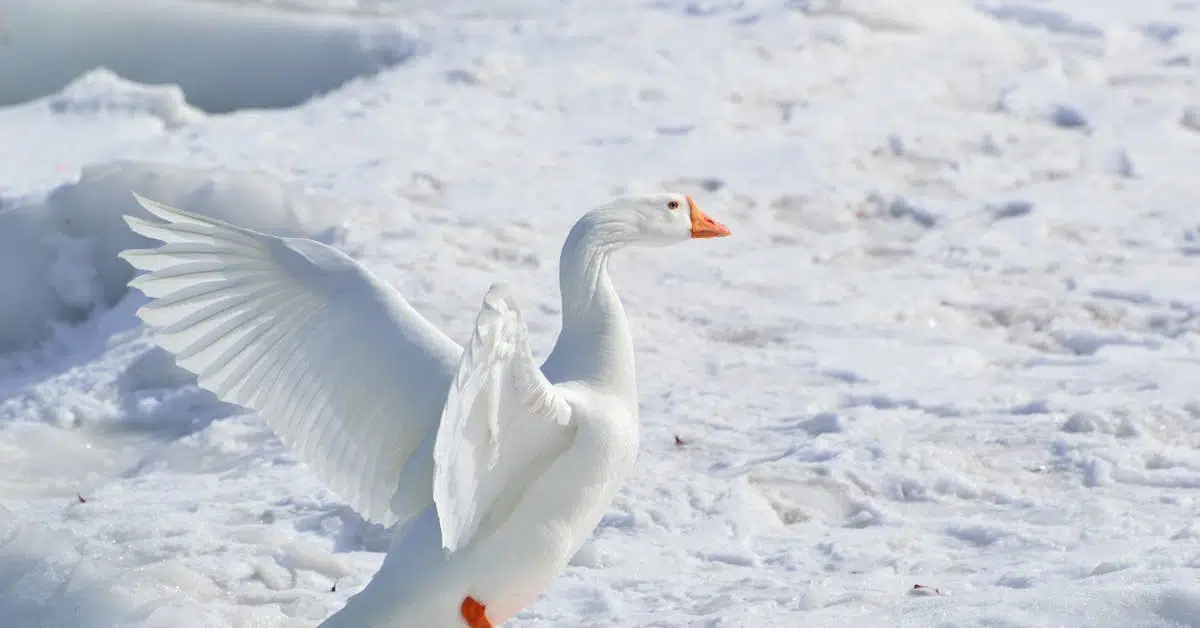 pexels pixabay 57406